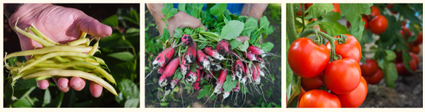 Des surplus dans votre jardin-potager ? L'occasion est belle de les partager!